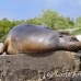 lion_sea_galapagos_spz_h_0019_ecu1714.jpg